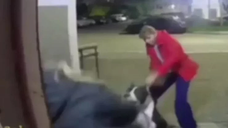 Агрессивная бойцовая собака чуть не загрызла школьницу в Омске